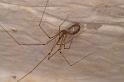 Pholcus_phalangioides_D6054_Z_88_Les Gris_Frankrijk